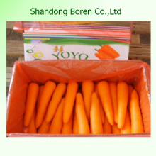 De Buena Calidad China zanahoria fresca Tamaño S, M, L, 2L